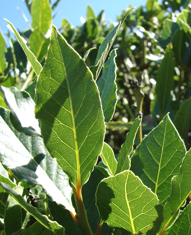 Laurus image
